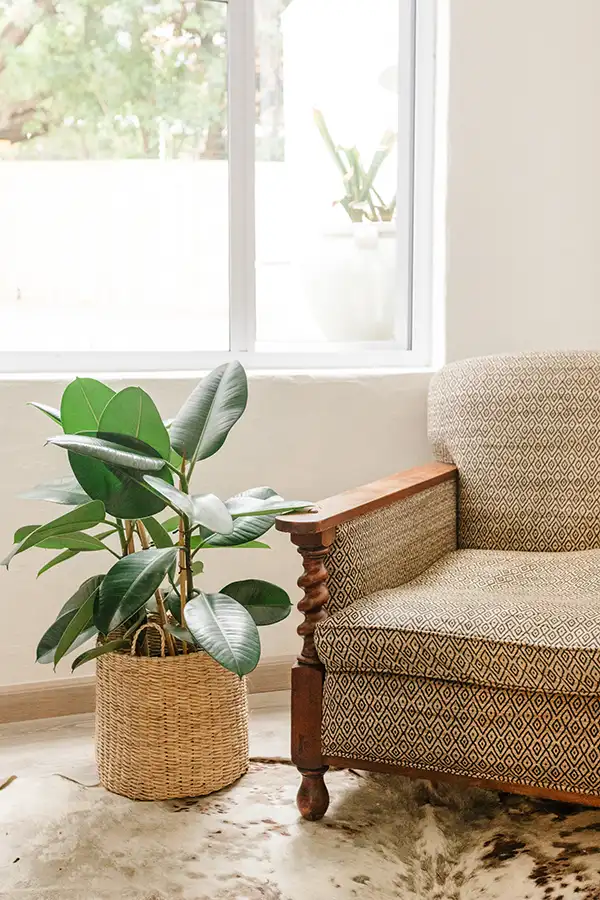 plant beside a couch